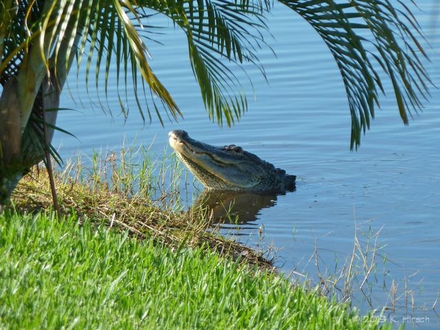 Mating Season - 5/26/15