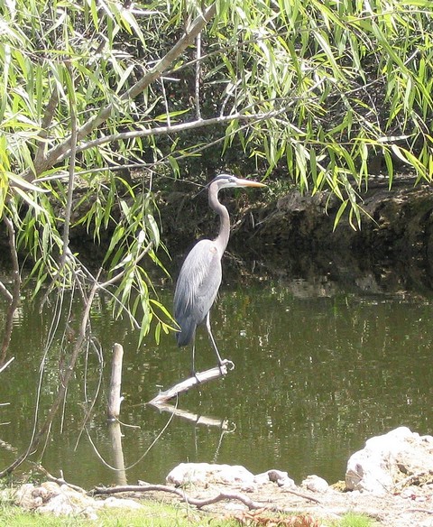 blue heron