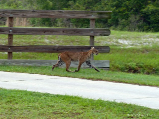 bobcat
