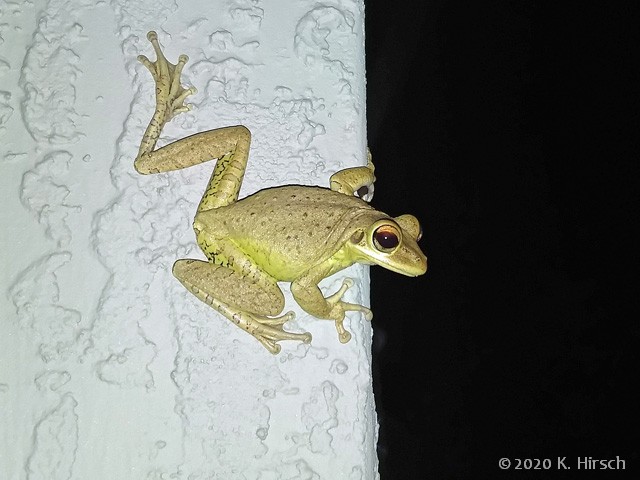 cuban tree frog
