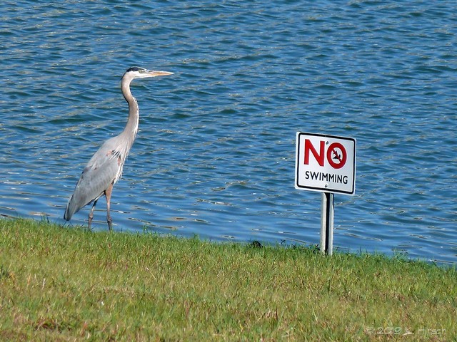 heron no swimming