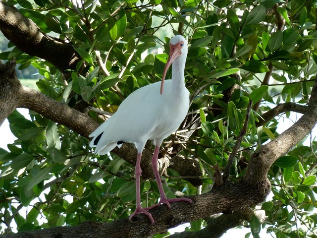 ibis