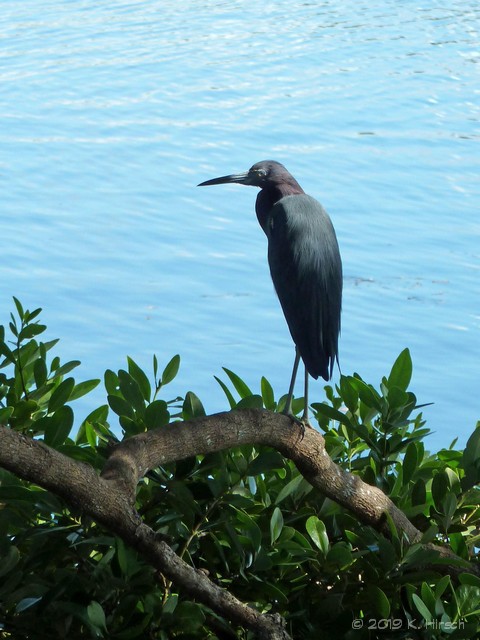 little blue heron