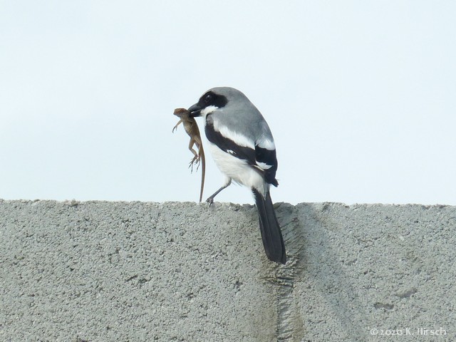 loggerhead shrike