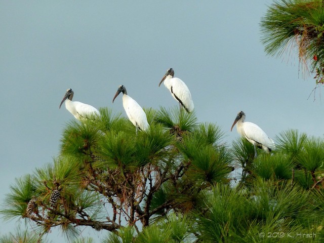 roosting storks