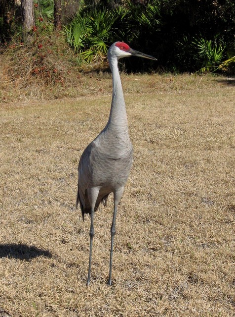 sandhill crane